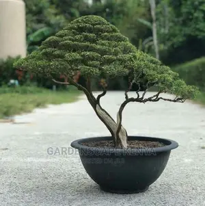 Bonsai Trees
