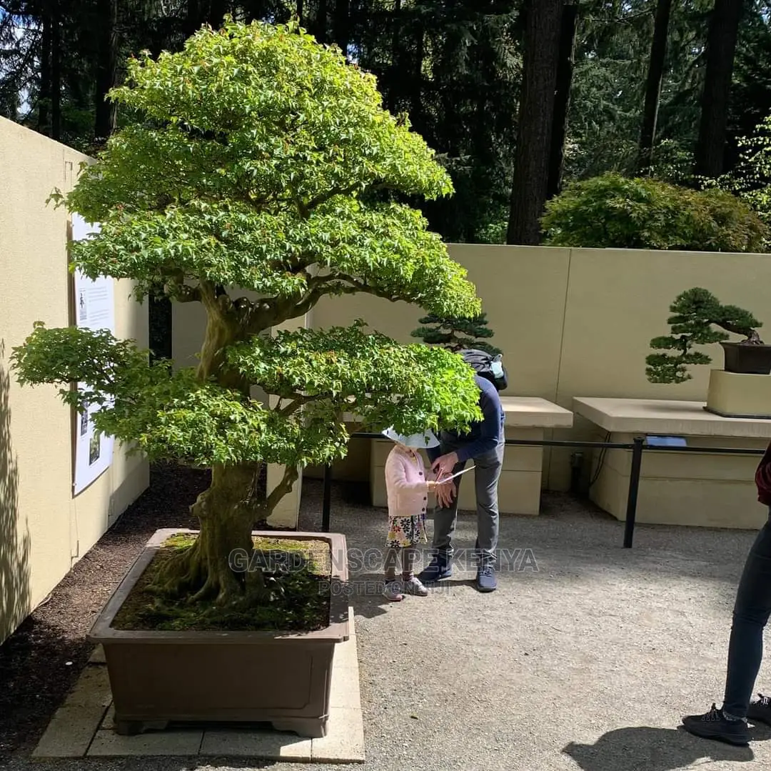 Bonsai Trees