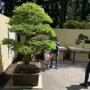 Bonsai Trees
