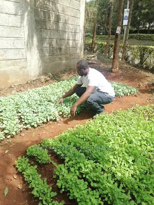 Ready To Transplant Seedlings