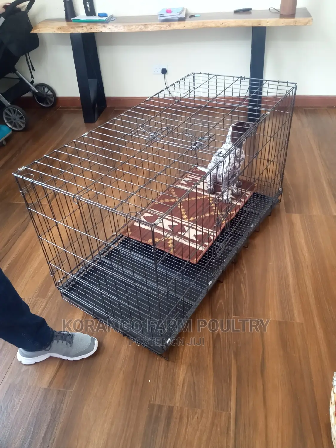 German Spitz Dog Crates