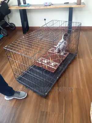German Spitz Dog Crates