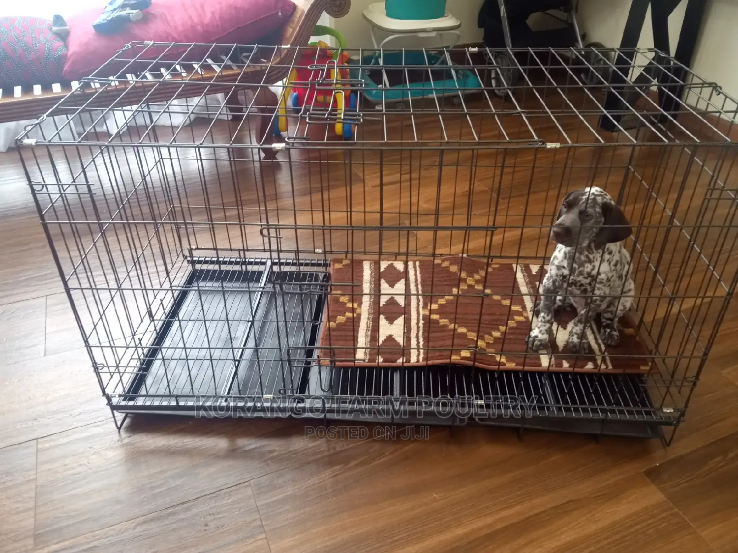 German Spitz Dog Crates