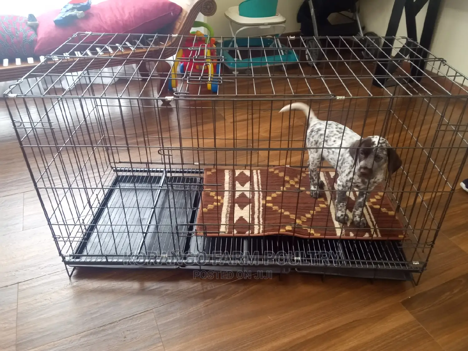 German Spitz Dog Crates