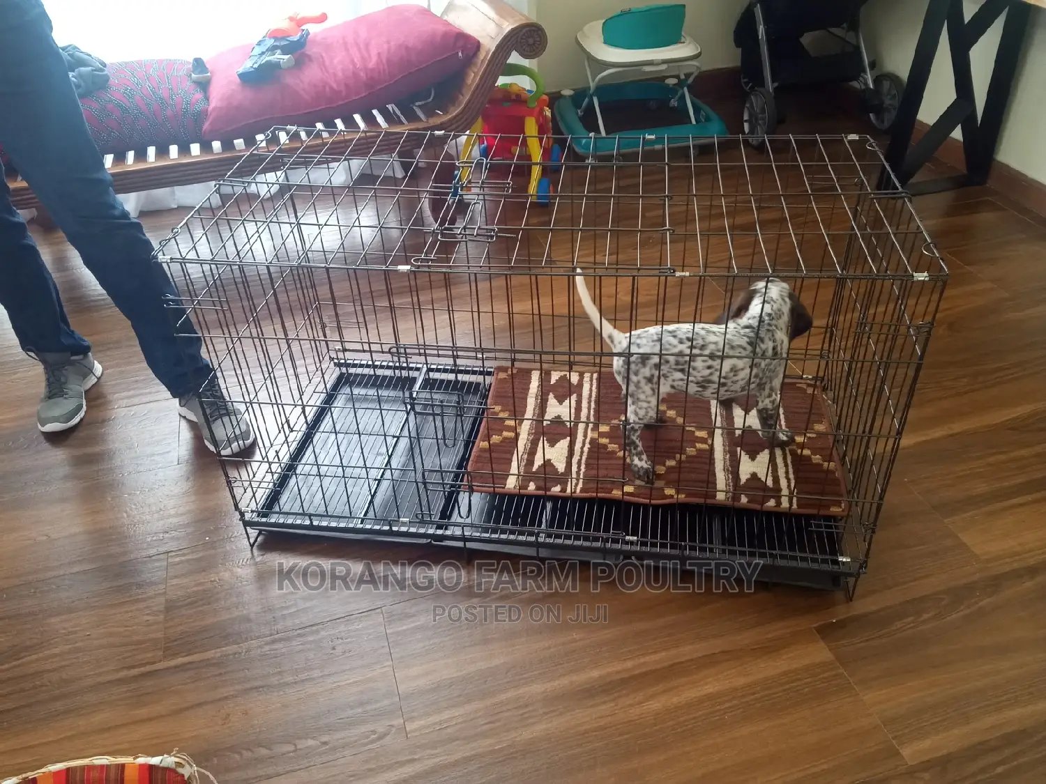 German Spitz Dog Crates