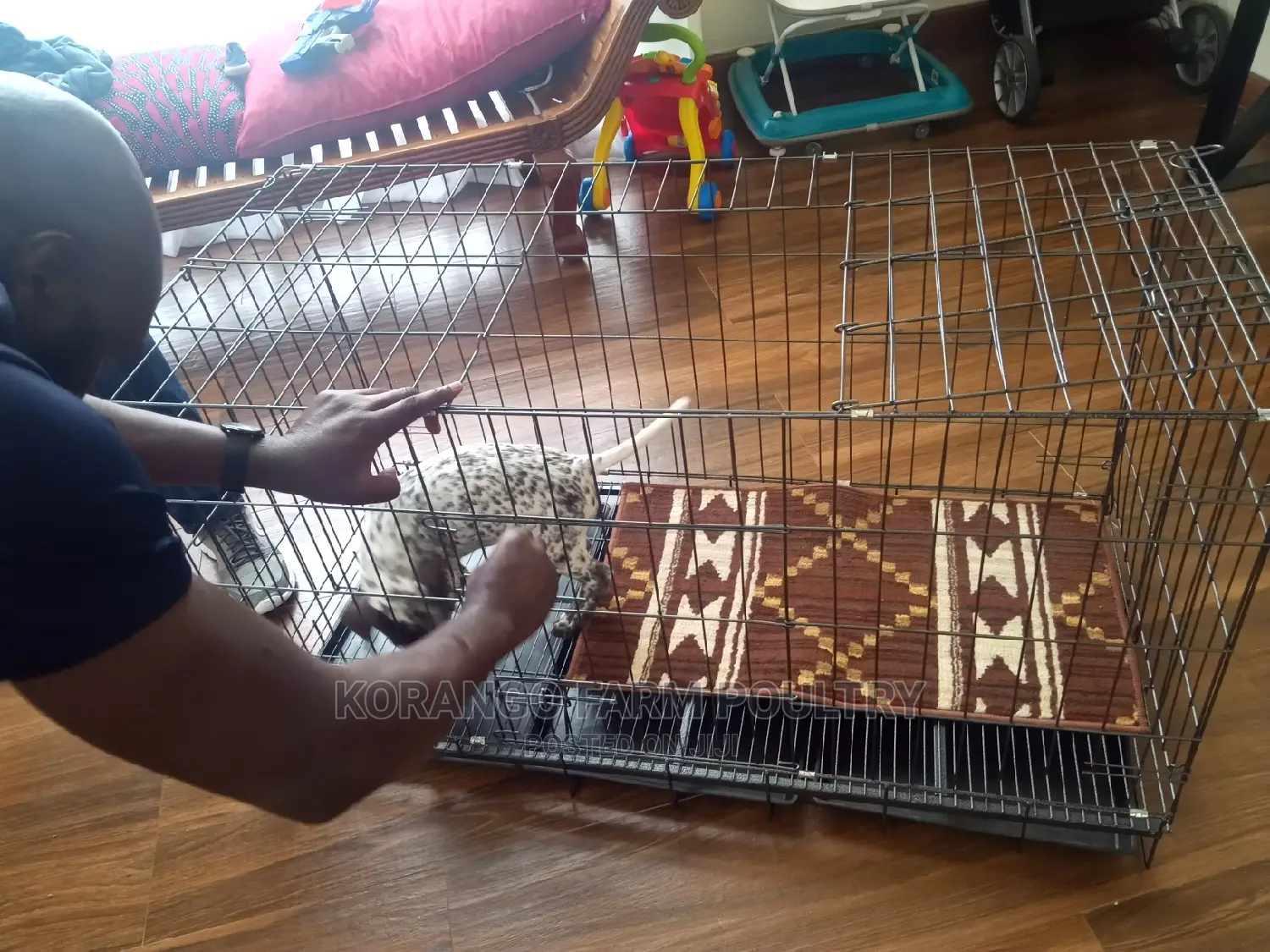 German Spitz Dog Crates