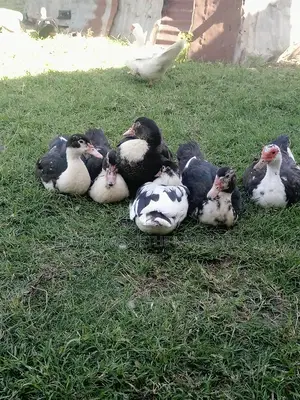 Muscovy Ducks
