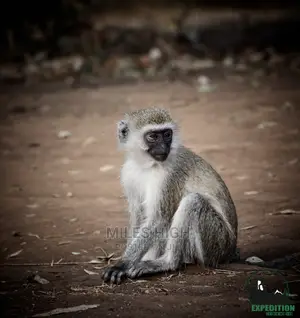 Wildlife Photography
