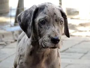 1-3 Months Male Purebred Great Dane