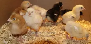 Improved Kienyeji Chicks