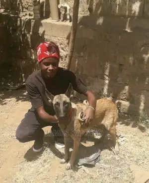 Dog Trainer