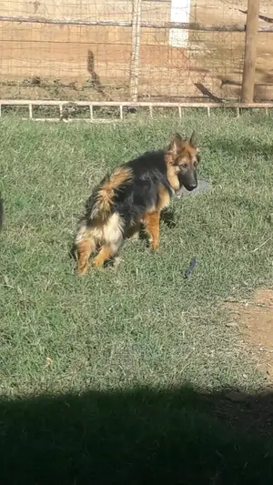 3-6 Months Female Purebred German Shepherd