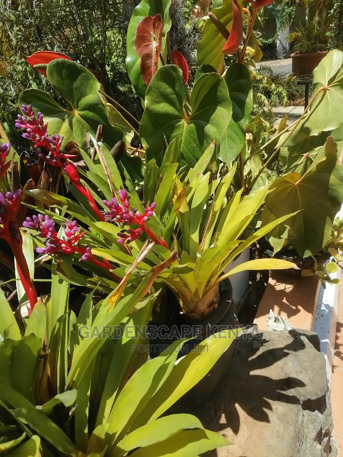 Bromeliads for Sale
