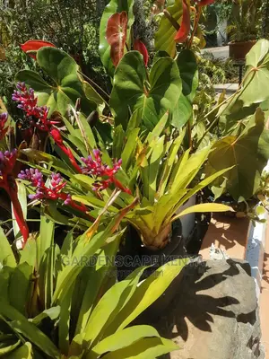 Bromeliads for Sale