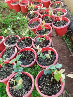 Blueberry Seedlings in Stock