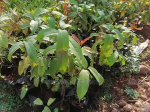 Prunus Africana Seedlings.