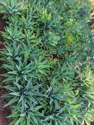 Agave Plants