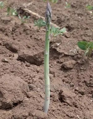 Asparagus Planting Seedlings. MOQ 30
