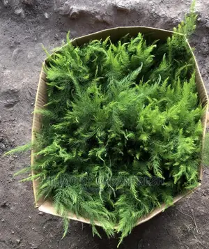 Asparagus Planting Seedlings. MOQ 30