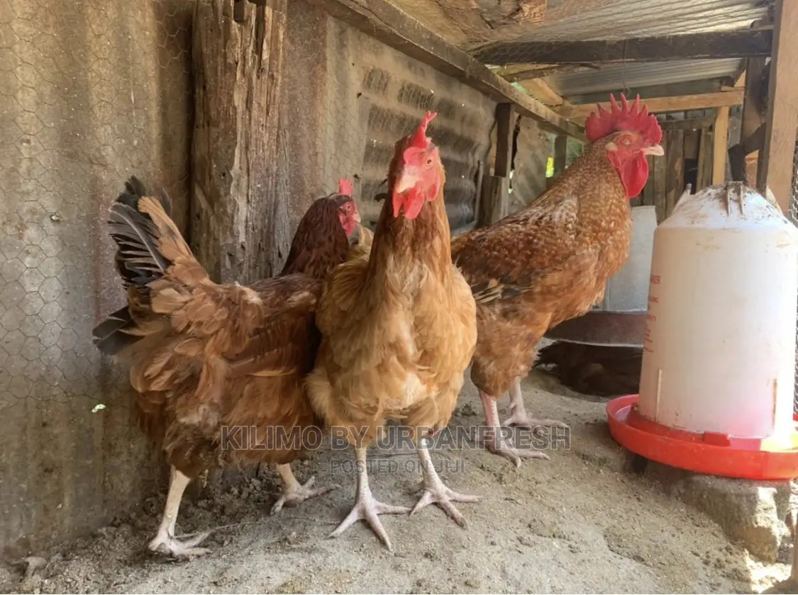 Sasso/Kenbro/Rainbow/Karichicks / Pullets / Layers/ Broilers