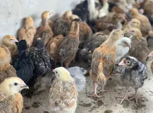 Sasso/Kenbro/Rainbow/Karichicks / Pullets / Layers/ Broilers