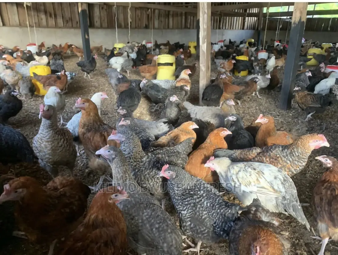 Sasso/Kenbro/Rainbow/Karichicks / Pullets / Layers/ Broilers