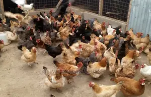 Sasso/Kenbro/Rainbow/Karichicks / Pullets / Layers/ Broilers