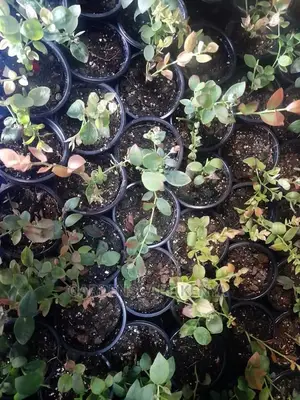 Blueberry Seedlings in Stock