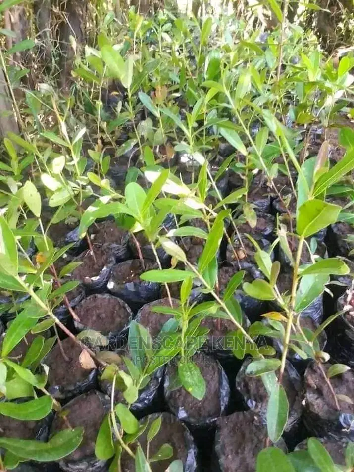 Blueberry Seedlings in Stock