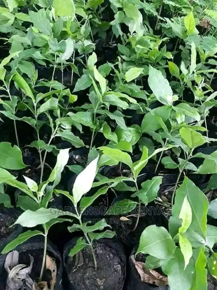 Blueberry Seedlings in Stock