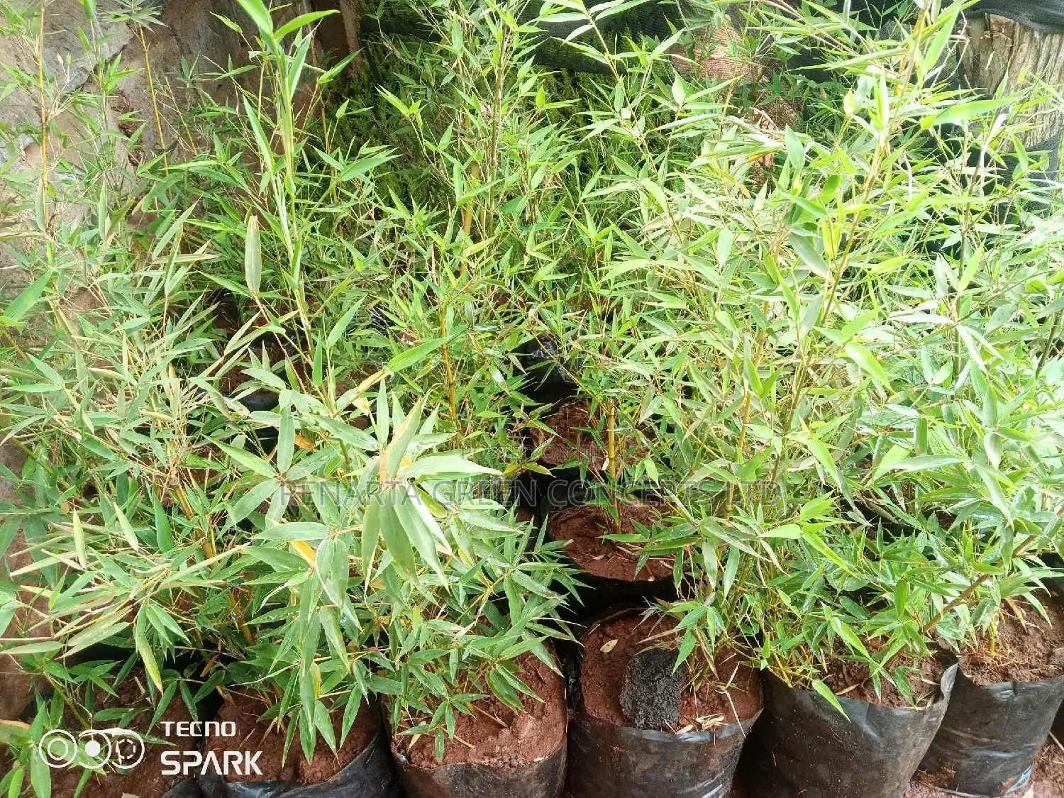 Miniature/ Ornamental Bamboo Whole Sale Price