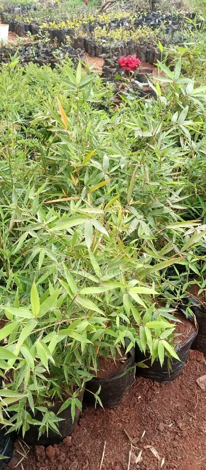 Miniature/ Ornamental Bamboo Whole Sale Price