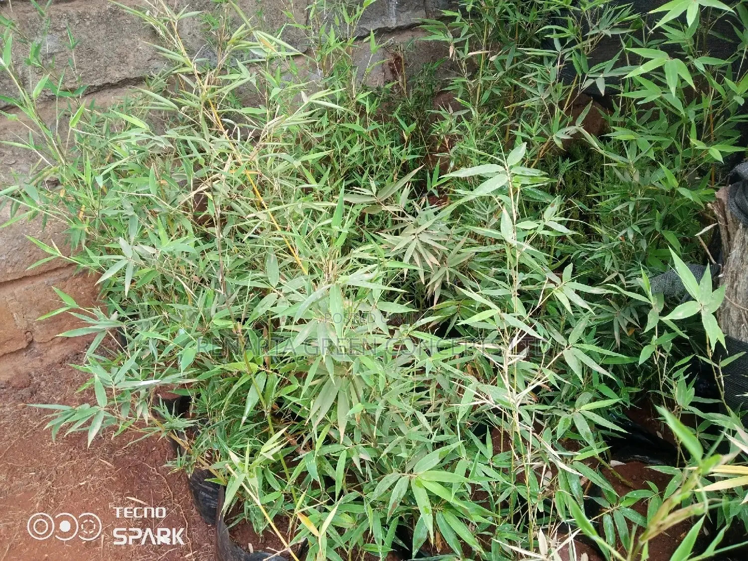 Miniature/ Ornamental Bamboo Whole Sale Price