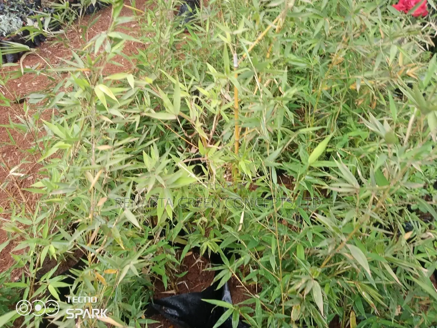 Miniature/ Ornamental Bamboo Whole Sale Price