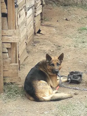 1+ Year Male Purebred German Shepherd