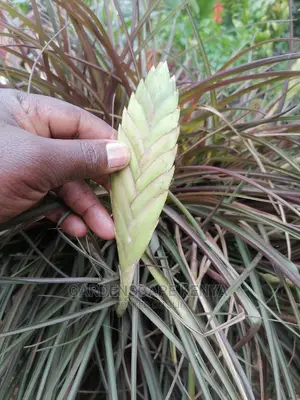 Air Plants for Sale