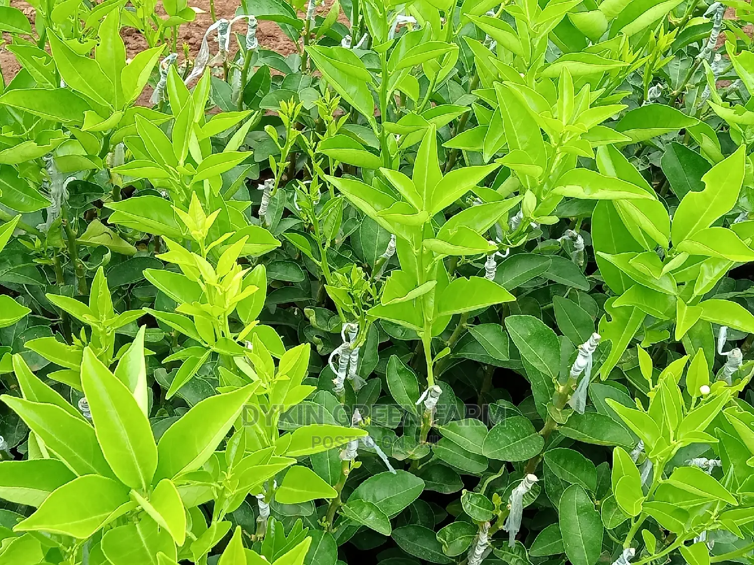 Grafted Pixie Oranges