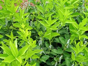 Grafted Pixie Oranges