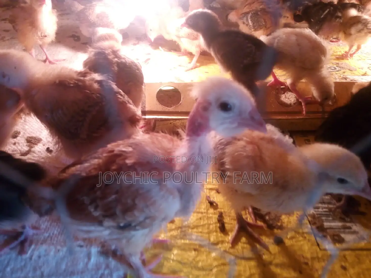 One Month Old Improved Kienyeji Chicks