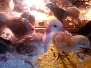 One Month Old Improved Kienyeji Chicks