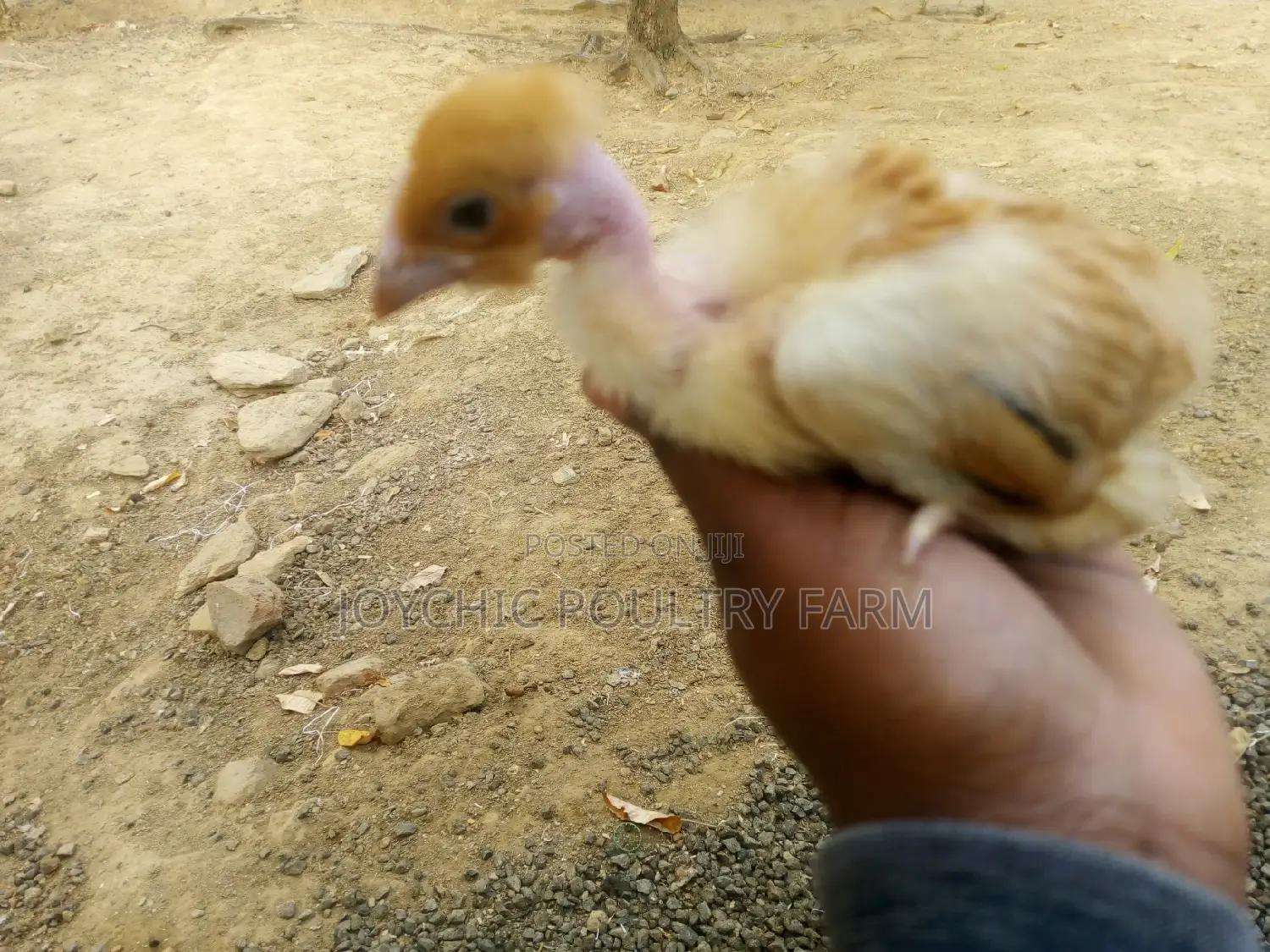 One Month Old Improved Kienyeji Chicks