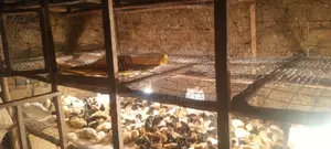 1 Week Old Improved Kienyeji Chicks