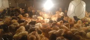 1 Week Old Improved Kienyeji Chicks