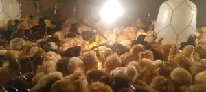1 Week Old Improved Kienyeji Chicks