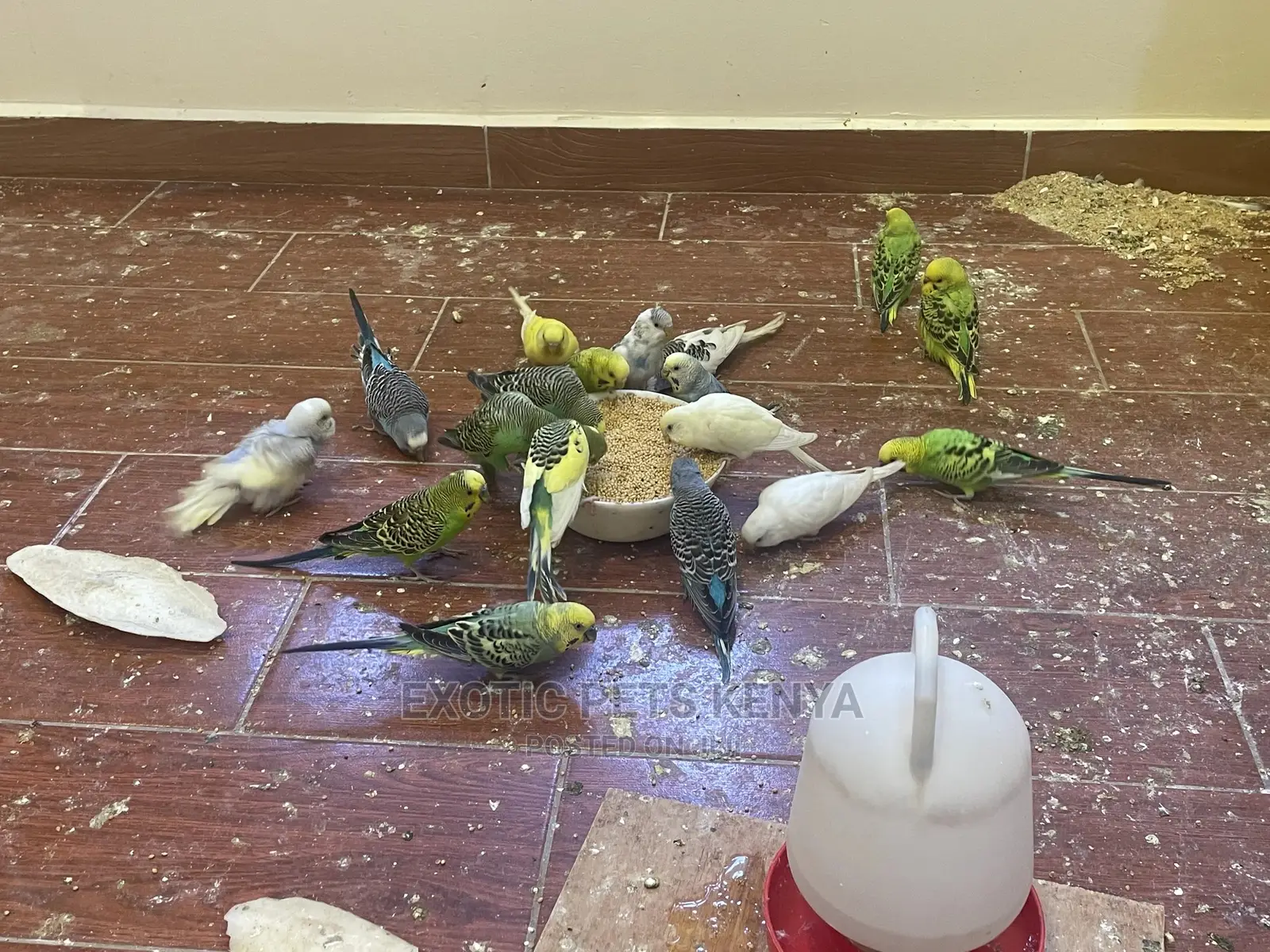 Colourful Budgie Pairs