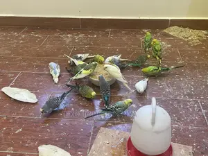 Colourful Budgie Pairs