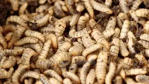 BSF Black Soldier Fly Farming Larvae