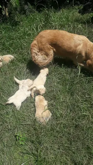 1-3 Month Male Purebred Golden Retriever