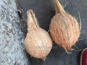 Fresh Coconuts for Sale