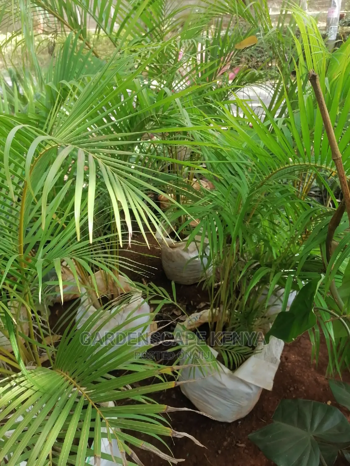 Golden Palm Trees for Landscaping